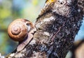 Large grape snail crawls on a tree Royalty Free Stock Photo