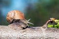 Large grape snail crawls on a tree Royalty Free Stock Photo