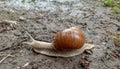A large grape snail crawls on the wet ground in the garden. Royalty Free Stock Photo