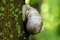 large grape snail creeps along a tree trunk in a green forest. Snail on a green natural background. Royalty Free Stock Photo