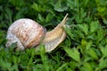 A large grape snail creeps on green grass Royalty Free Stock Photo