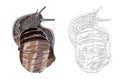 Large grape snail. Doodle style, realism, coloring book for children. Vector illustration. Isolated on a white background