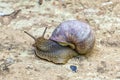 Large grape snail with a large shell Royalty Free Stock Photo