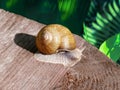 A large grape snail walks on an old wooden stump.