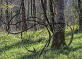 A mass of dried Grape Vines swing from a tree. Royalty Free Stock Photo