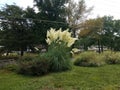 Large grass plant with soft tufts and green lawn Royalty Free Stock Photo