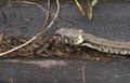 A large Grass Snake, Natrix natrix, hunting for food in the undergrowth. Royalty Free Stock Photo