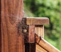 Large Grass Spider guarding her newly hatched brood of baby spiders