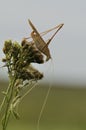 Large grasshopper on a blade of grass