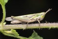 Large grasshopper, Chorthippus albomarginatus, Satara, Maharashtra