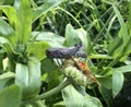 Large grasshopper on faded flower