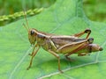 Large Grasshopper On A Leaf side view