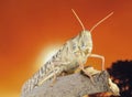 Locust standing on a branch