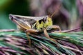 Large Grasshopper Perched on Evergreen or Pine Tree Branches