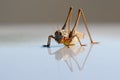 A large grasshopper is reflected