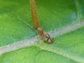 Large Grasshopper`s Foot On Leaf