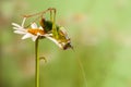 A  grasshopper sits on a daisy and heats up in the early morning Royalty Free Stock Photo