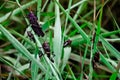 Large grasshopper sitting on a grass stalk Royalty Free Stock Photo