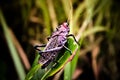 Large grasshopper sitting on a leaf Royalty Free Stock Photo