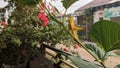 Large grasshoppers eat the leaves of Paper Flower or Bougainvillea