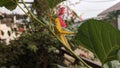 Large grasshoppers eat the leaves of Paper Flower or Bougainvillea