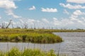 Large grassy marsh field with dead trees in the bayou of southern Louisiana