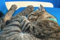 A large gray Asian cat is peacefully curled up and sleeping on a plastic chair. close-up, outdoor