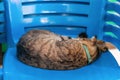 A large gray Asian cat is peacefully curled up and sleeping on a plastic chair. close-up, outdoor