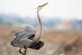 Large gray and brown bird spreading its wings. Great Blue Herron. Ardea herodias. Royalty Free Stock Photo