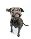 Cane corso funny jumps up with pouting lips. Moloss caught a yummy, top view. Pet portrait in motion, isolated on white