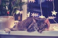 A large gray cat lies by the window with a Christmas tree garland on New Years Eve. A pet as a New Year gift from santa claus Royalty Free Stock Photo