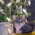 A large gray cat lies by the window with a Christmas tree garland on New Years Eve. A pet as a New Year gift from santa claus Royalty Free Stock Photo