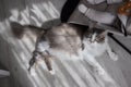 A large gray cat next to a newborn baby to a cocoon on the crib. Royalty Free Stock Photo