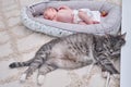 A large gray cat next to a newborn baby to a cocoon on the crib