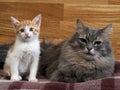 Large gray cat and small white-ginger kitten Royalty Free Stock Photo