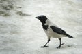 A large gray crow is walks outside on a winter day Royalty Free Stock Photo