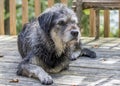 Large Gray Dog Resting on a Cottage Deck