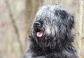 Large gray fluffy scruffy Newfie type dog needs groom Royalty Free Stock Photo
