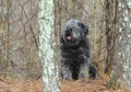 Large gray fluffy scruffy Sheepdog type dog sitting in woods Royalty Free Stock Photo