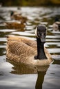 Large gray goose seen gracefully gliding through the water in a scenic lake Royalty Free Stock Photo