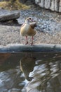A large gray goose stands by the water and its image is reflected in the water Royalty Free Stock Photo