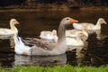 A large gray goose swims along the river surrounded by goslings Royalty Free Stock Photo