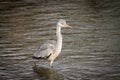 Large Gray Heron Stalking