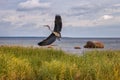 A large gray heron takes off from the reeds in the background of the sea with large stones.