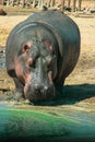 A large gray hippopotamus in full height in its habitat, close-up portrait photo by the water. Royalty Free Stock Photo