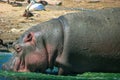 A large gray hippopotamus in full height is in its habitat, immersed in water and drinking. Royalty Free Stock Photo