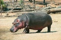 A large gray hippopotamus at full height is in its habitat. Royalty Free Stock Photo