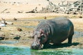 A large gray hippopotamus is in its habitat, drinking water near a reservoir. Royalty Free Stock Photo