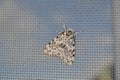 A large gray moth sits on a window mesh