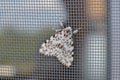 A large gray moth sits on a window mesh